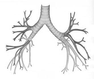 MESOTELIOMA